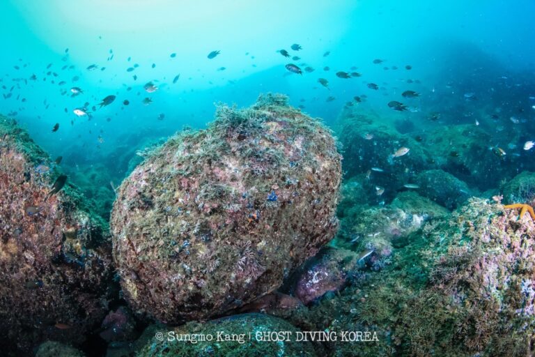 Ghost Diving - Ghost Fishing in the Korean Sea