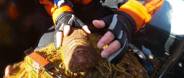 Thirty-eight animals released in just one hour in Greece