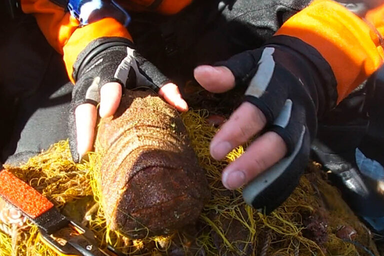 Thirty-eight animals released in just one hour in Greece