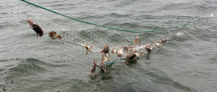 Impromptu net recovery – Petone Beach, New Zealand
