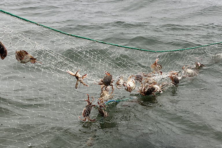 Impromptu net recovery – Petone Beach, New Zealand