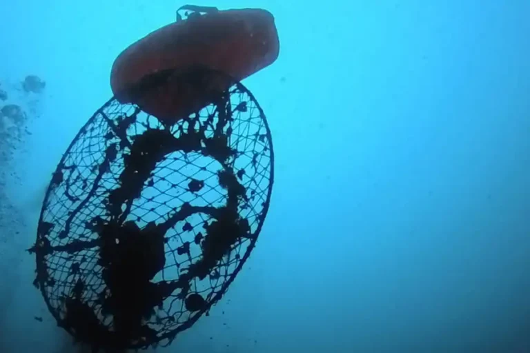 Lost lobster hoop nets being recovered by Ghost Diving USA Volunteer Divers